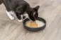 Preview: Salmon Soup